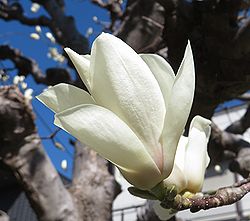 令和　８年　３月　　弥生（やよい）