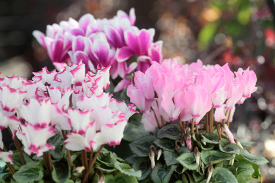 令和７年１１月　霜月（しもつき）