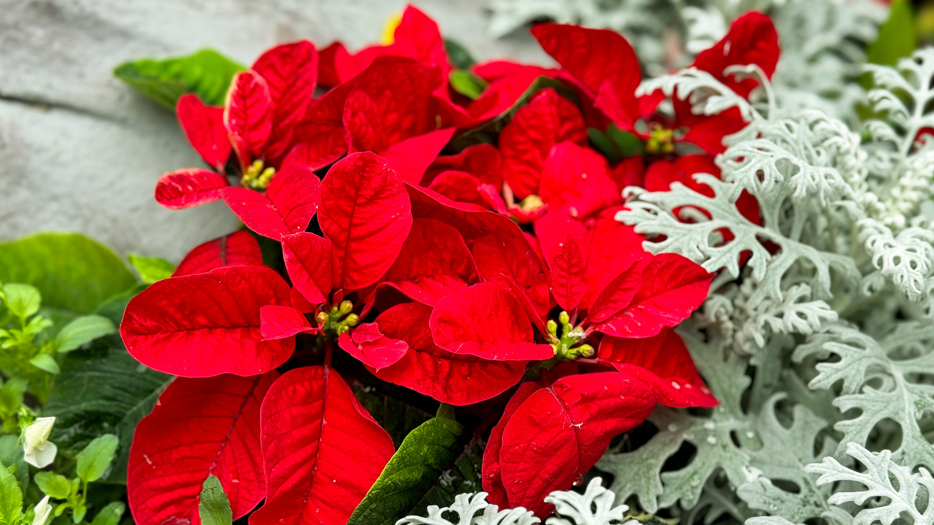 令和７年１２月　師走・師馳（しわす・しはす）